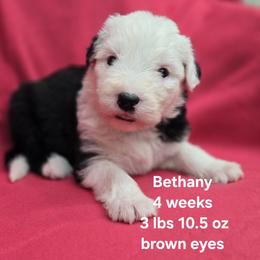 Bethany - Gray and white female Old English Sheepdog puppy in Sutherlin, Oregon from Sapphire Eyes Sheepdogs