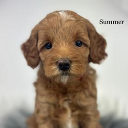 Summer-Petite - Red  female Goldendoodle puppy in Milford, Indiana from Railway Acres Kennel