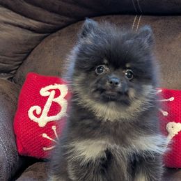 Amelia - Black and tan female Pomeranian puppy in Danielsville, Georgia from PassionatePomPoms