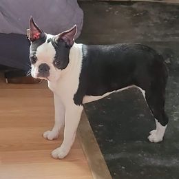 Boston Terrier Puppies from Big Sky Bostons