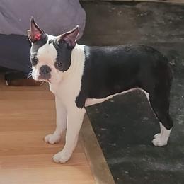 Boston Terrier Puppies from Big Sky Bostons