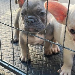 Girl 3 - French Bulldog puppy in Florida from Beyond Blessed Breeding