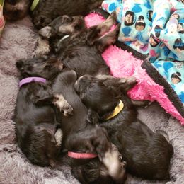 Miniature Schnauzer Puppies from Starbound Miniture Schnauzer's