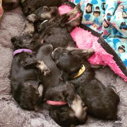 Miniature Schnauzer Puppies from Starbound Miniture Schnauzer's