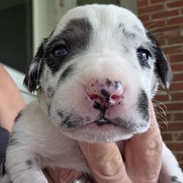 HARLEQUIN FEMALE - Harlequin female Great Dane puppy in Hickman, Kentucky from Tidal Wave Danes