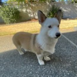 American Corgis from PNW Corgis