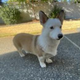 American Corgis from PNW Corgis