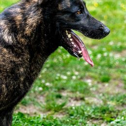 Belgian Malinois, Dutch Shepherd, and German Shepherd All Grown Up from Stay Wild K9