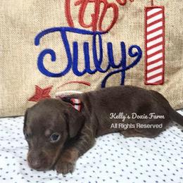 Chocolate and Tan Male Smooth Coat Orange Collar - Chocolate and tan male Dachshund puppy in Cleveland, Tennessee from Kelly's Doxie Farm