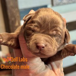 Boy 4 - Chocolate male Labrador Retriever puppy in Sullivan, Missouri from O’Dell Labs