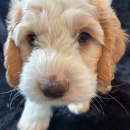 Ralph - Red and white male Cockapoo puppy in Adrian, Oregon from ApplebyFarm