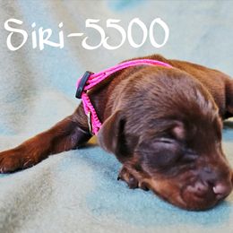 Red Rust female - 5500 - Red and rust female Doberman Pinscher puppy in Aurora, Indiana from Double-Take Doberman Kennels