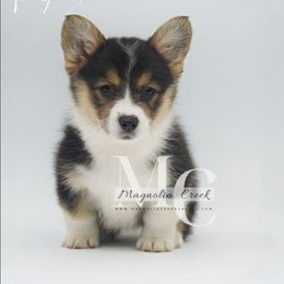 Tri F 4 - Black and tan female American Corgi puppy in Straughn, Alabama from Magnolia Creek Corgis