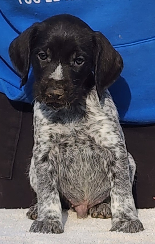 Baggins - Black and white German Wirehaired Pointer puppy in Wellston, Ohio from Blue Line GWPs