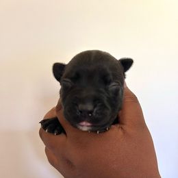 Iris - Black female American Pit Bull Terrier puppy in Frederick, Maryland from •Wyngate Pits•