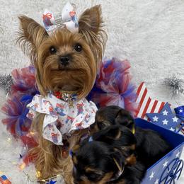 Yorkshire Terrier Puppies from Teenie Sweeties Yorkies
