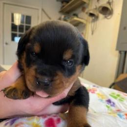 Female 5 - Black and rust female Rottweiler puppy in Aspers, Pennsylvania from Vom Uberlegenen Rottweilers