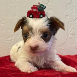 Obi-Wan - Parti male Yorkshire Terrier puppy in Los Angeles, California from 818 Yorkies