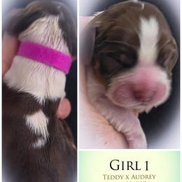 Girl 1 - Liver white and tan female English Springer Spaniel puppy in Silverdale, Washington from TimberVale Springers