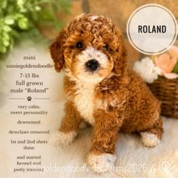 Roland - Apricot male Golden Aussiedoodle puppy in Hyrum, Utah from Goldendoodledoo Farms