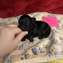 Purple- sweetie - Black and gold female Yorkipoo puppy in Clover, South Carolina from Cudi’s Buddies