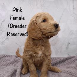 Pink - Apricot female Goldendoodle puppy in Maryville, Tennessee from Twin City Doodles