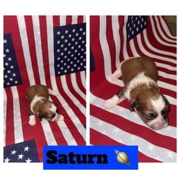 Saturn - Brown and white male Shichon puppy in Mason City, Iowa from Nebula Nest