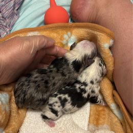 Yungblud - Blue merle male Miniature Australian Shepherd puppy in Greer, South Carolina from DRS Mini Australian Shepherds