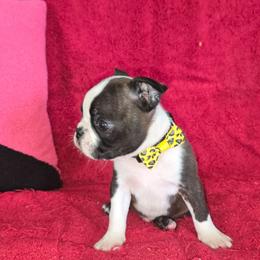 Bean - Brindle and white male Boston Terrier puppy in Brooksville, Florida from I Love Pups