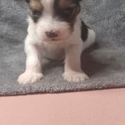 Boy 1 - Black and white male Shorkie puppy in Boca Raton, Florida from Tina-Marie's Pups
