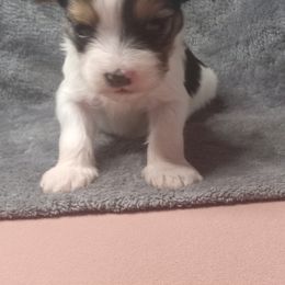 Boy 1 - Black and white male Shorkie puppy in Boca Raton, Florida from Tina-Marie's Pups