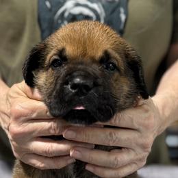 Fawn Black - Fawn male Cane Corso puppy in Paris, Texas from Knucklehead Cane Corso