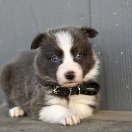 Gino (black) - White and blue male Border Collie puppy in Lodi, California from R3 Sport Dogs (Rafter 3 Ranch)