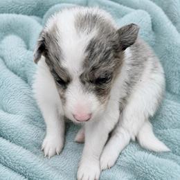 Female 2 - White and blue merle female Border Collie puppy in Shell Knob, Missouri from Stoneridge Kennel