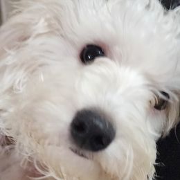 Havapoos from My Havapoo Puppy
