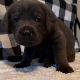 Aubie- White - Charcoal female Dilute Retriever puppy in Marion, Illinois from Summer Lovin’ Labradors of Southern Illinois
