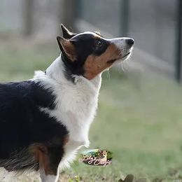 Hadley - Pembroke Welsh Corgi