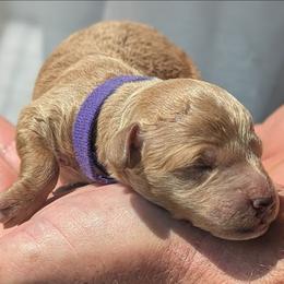 Purple collar - Cream female Goldendoodle puppy in Connecticut from Valley View Doodles