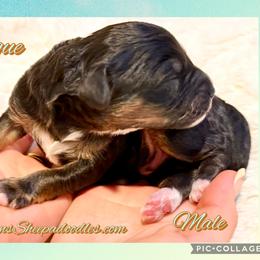 Rogue - Black and white male Sheepadoodle puppy in Roseburg, Oregon from Sharon’s Sheepadoodle’s