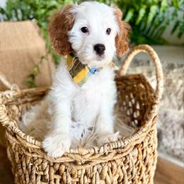 Frankie - Blenheim male Cavapoo puppy in Natural Bridge, Virginia from Padgetts Hill Puppies
