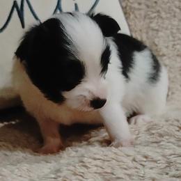 Boy 1 - White black and tan male Papillon puppy in Frostproof, Florida from Longwing Kennel