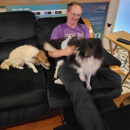 Grimm - Black and white male Shetland Sheepdog puppy in Kaycee, Wyoming from Heavenly Shelties