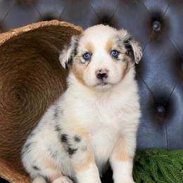 Beau- Has Tail and Videos- NOSE WILL FILL IN - Blue merle male Australian Shepherd puppy in Troy, South Carolina from Lana Corley- Australian Shepherds of 3/W Farms