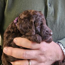 Patsy - Brown female Double Doodle puppy in Jeddo, Michigan from Bert's Doodles