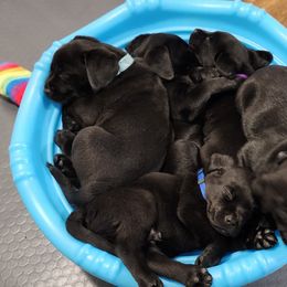 Labrador Retriever Puppies from Steele Caliber Retrievers