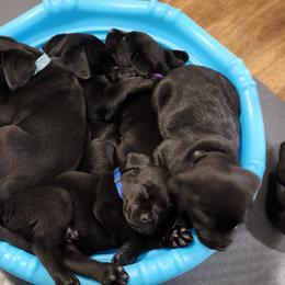 Labrador Retriever Puppies from Steele Caliber Retrievers