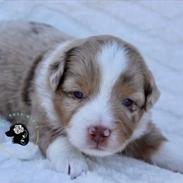 Professor Plum - Red merle male Toy Australian Shepherd puppy in Lowgap, North Carolina from Ramblin’ Rose Mini's