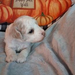 Nora - Parti female Goldendoodle puppy in Haddam, Kansas from Golden B Acres
