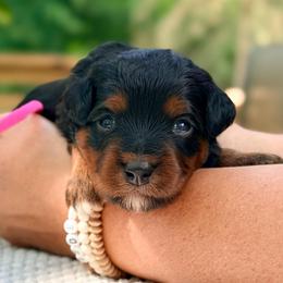 Pink girl - Phantom female Bernedoodle puppy in Waukesha, Wisconsin from Bernedoodle Boutique (and Cavapoos)