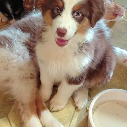 JOY - Red tri-color female Australian Shepherd puppy in Elk Creek, Missouri from Hearts on Fire Australian Shepherds